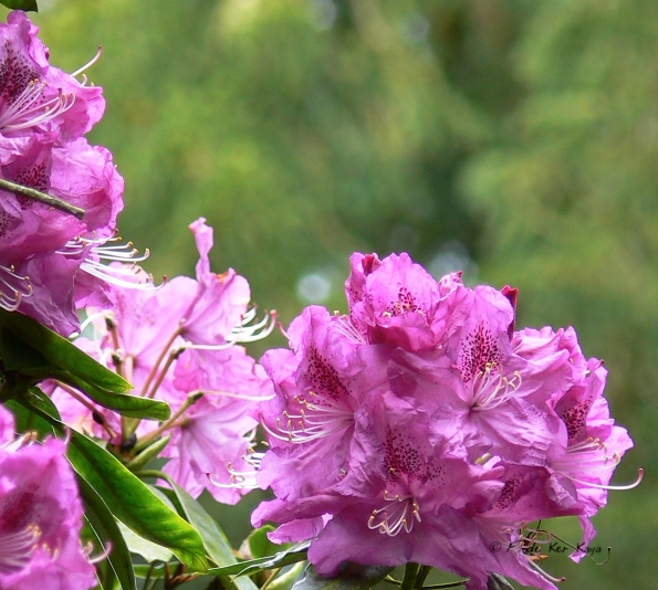 Bois des Moutiers (94) Mai 2012